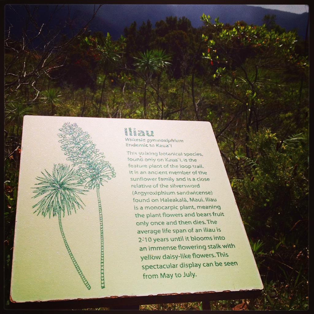This iliau plant is found only on #Kauai and nowhere else in the world. Protecting it saves #biodiversity. #IBD2015