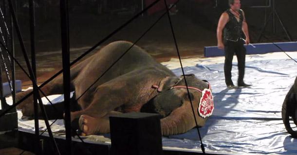 Animals in the #circus are often BEATEN if they don’t perform.

#BoycottTheCircus