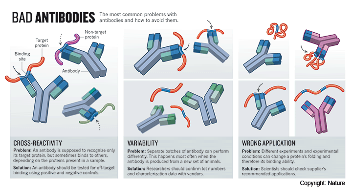 kellybkrause's tweet photo. why #antibodies go bad, in graphics: http://t.co/YTWuYzwHW3 @NatureNews http://t.co/9lqUkOG2wD