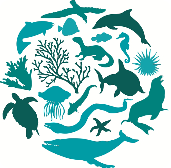 sharks_saving's tweet photo. Día Internacional de la #Biodiversidad http://t.co/Q7wH3lof7h