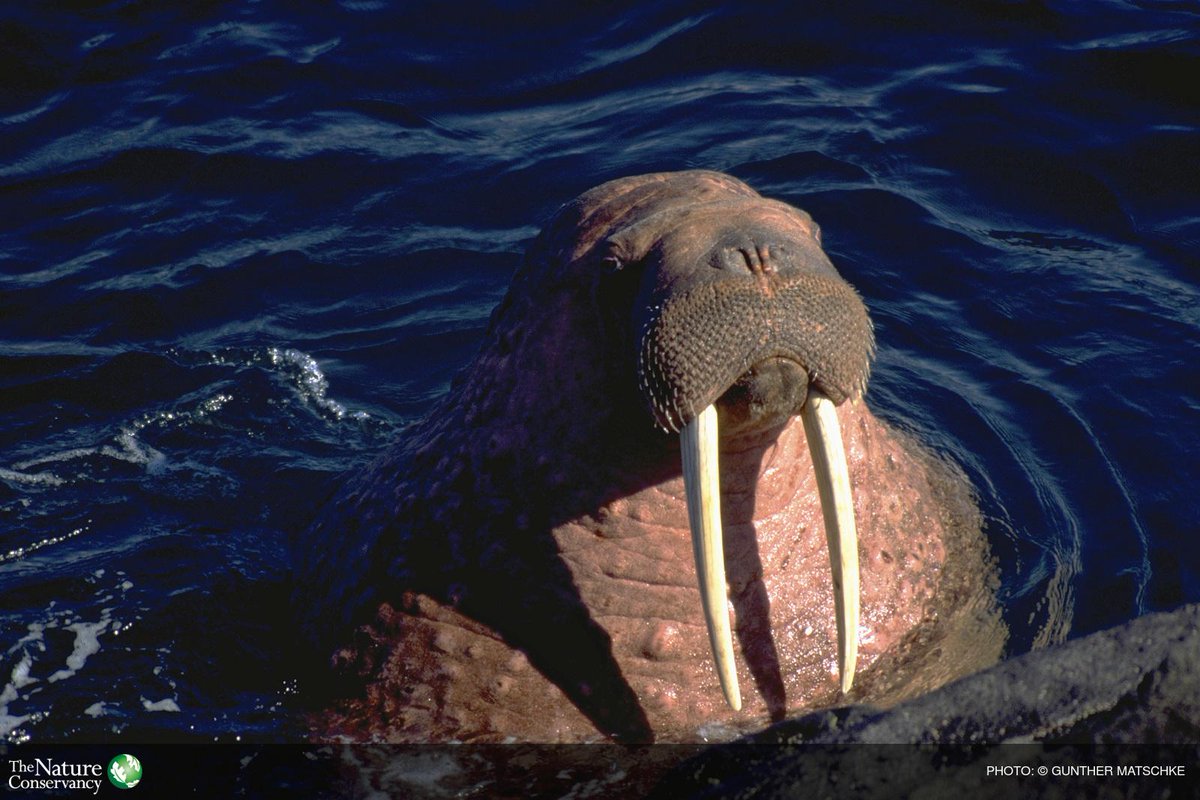 nature_org's tweet photo. The time has come to watch this live #walruscam http://t.co/VX4hZ2ZvjI (Thx @exploreorg &amp; @mashable) http://t.co/EHLfbjWaYc