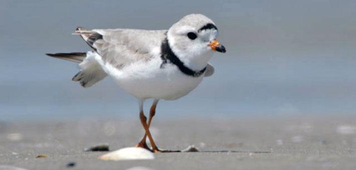 USFWSRefuges's tweet photo. Share the beach this Memorial Day weekend. Pls respect nesting areas, keep dogs leashed. Photo: Piping plovers/USFWS http://t.co/BaqYgFyv0y