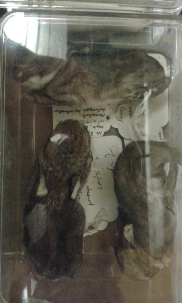 curataceae's tweet photo. Freeze dried baby rabbits, killed in a 'rotivator incident' #GrusomeTaxidermy #natsca2015 http://t.co/dnW23nEMaT