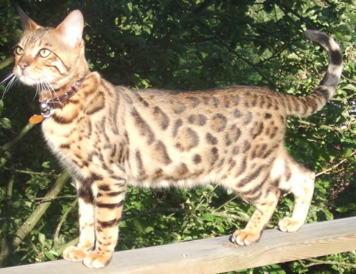 TrackingCats's tweet photo. #Missing brown, cream, brown tortie and chocolate #cat from Caerleon, #Newport, UK. https://t.co/JKI1pdCebU Plz RT