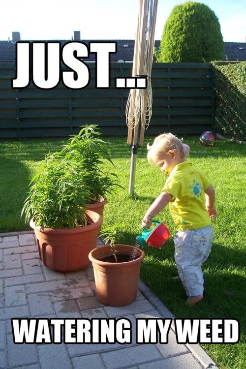 Weedwhore_THC's tweet photo. Young gardener 😉👌💨💨 #THCTrain #TeamTHC #THC http://t.co/Kq0HQFxtQS