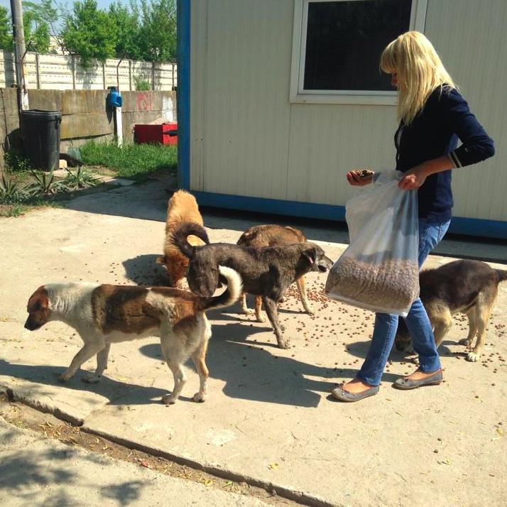 DogRescue2014's tweet photo. #FeedEmFriday Simona cares for over 40 strays in Romania! Please PayPal simothell@yahoo.com and help feed the dogs! http://t.co/g8pwPe5s5K