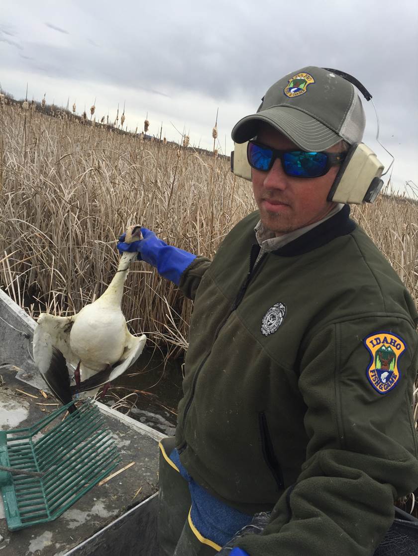 idfgUpperSnake's tweet photo. Test Results Released On Eastern Idaho Snow Goose Die Off http://t.co/1NPDkxgcDo http://t.co/rFxXGBwGdS