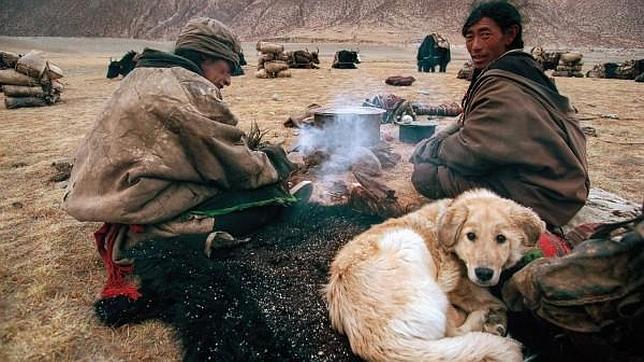 SaluPet's tweet photo. Artículo: ¿Cómo se convirtieron los lobos en perros?
Foto: Kazuyoshi Nomachi/Corbis

https://t.co/twoEMxn2KI http://t.co/MkXaQ1kO9E