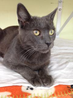 CatConnectionLA's tweet photo. Boris #russianblue needs a home. 2 yrs old #catsla #petadoption #cats
http://t.co/W7DUeRBnTD http://t.co/7OEKGkcrJd