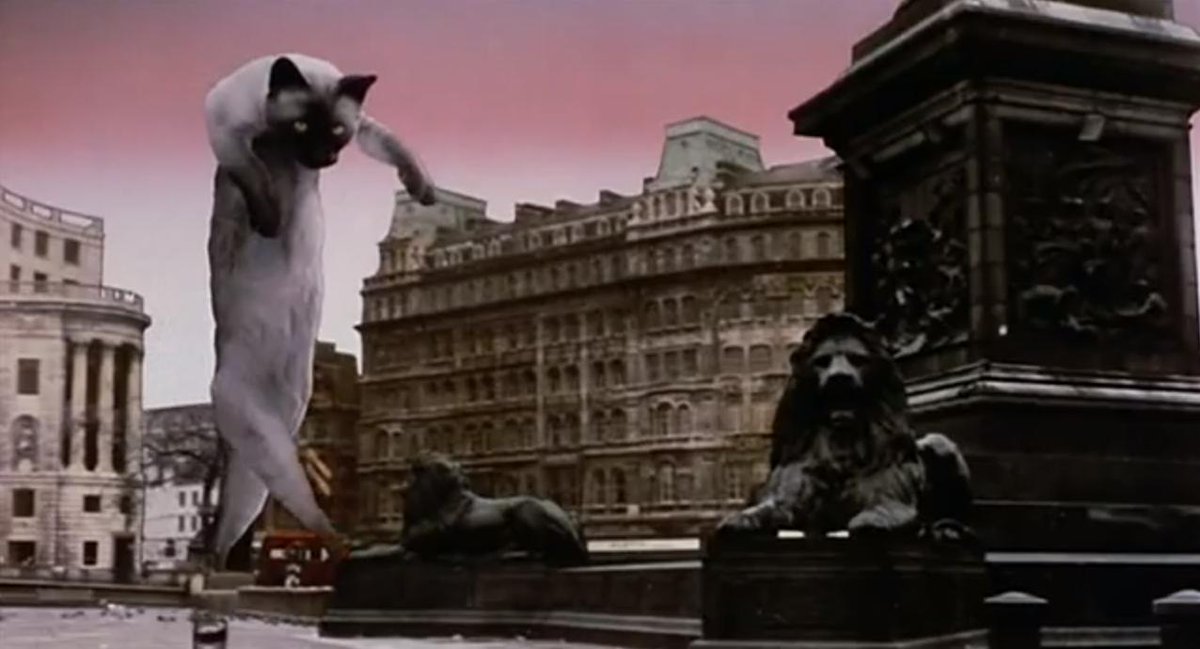 SirBritCat's tweet photo. When your Human has never heard of #MontyPython....
#BritishCatProblems #BritishProblems http://t.co/rtTVcSHxQD