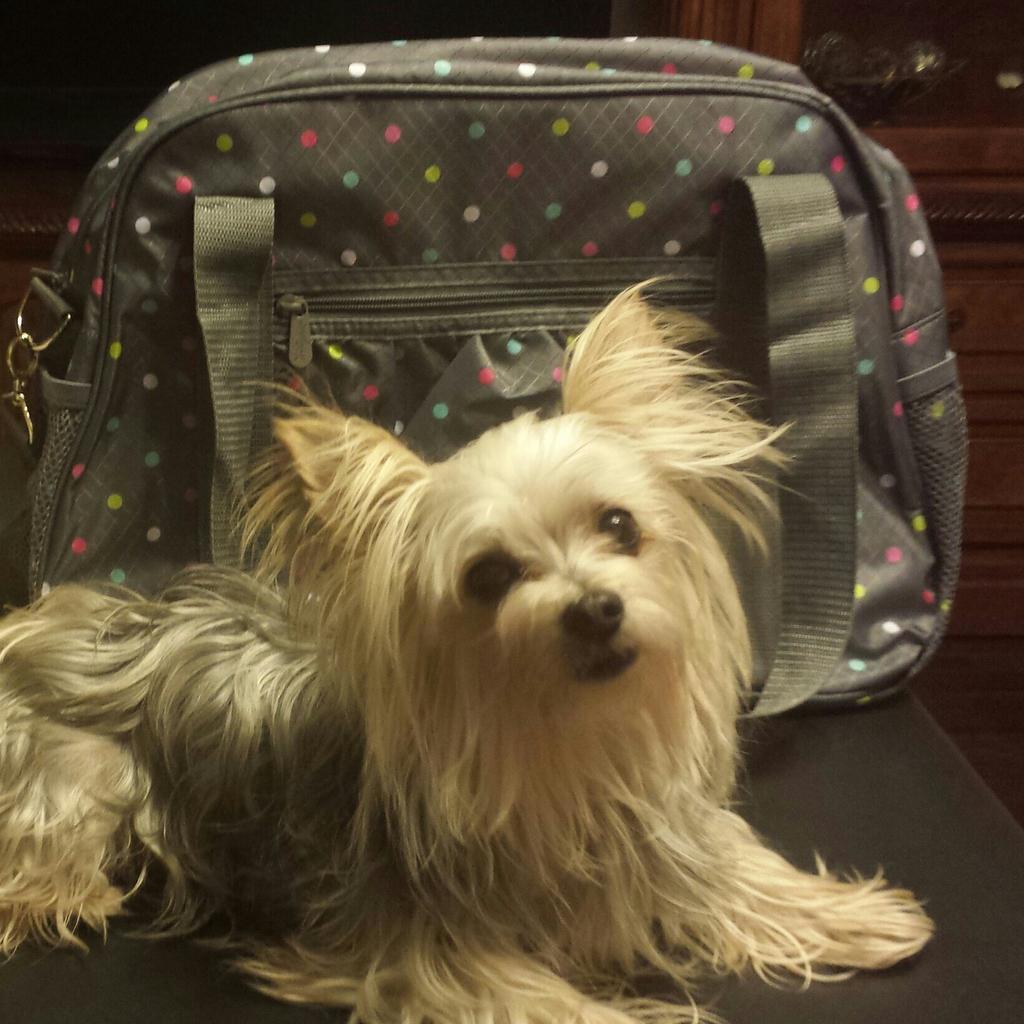 Got the new All-In Tote today!