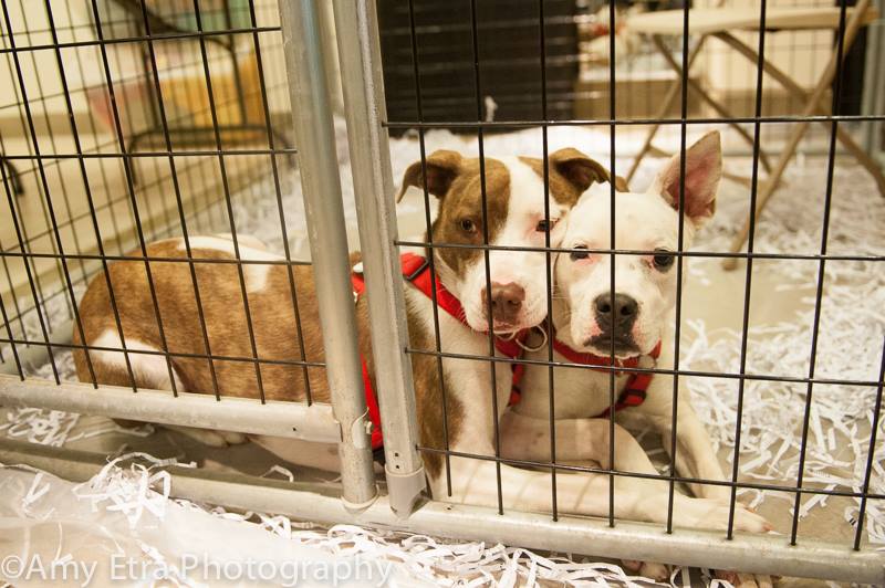 DogDaysAdoption's tweet image. Help make Baby and Diamond's weekend one to remember! Adopt! Thanks Amy Etra @petco @RedDogProjectCT @oldsaybrookCT1