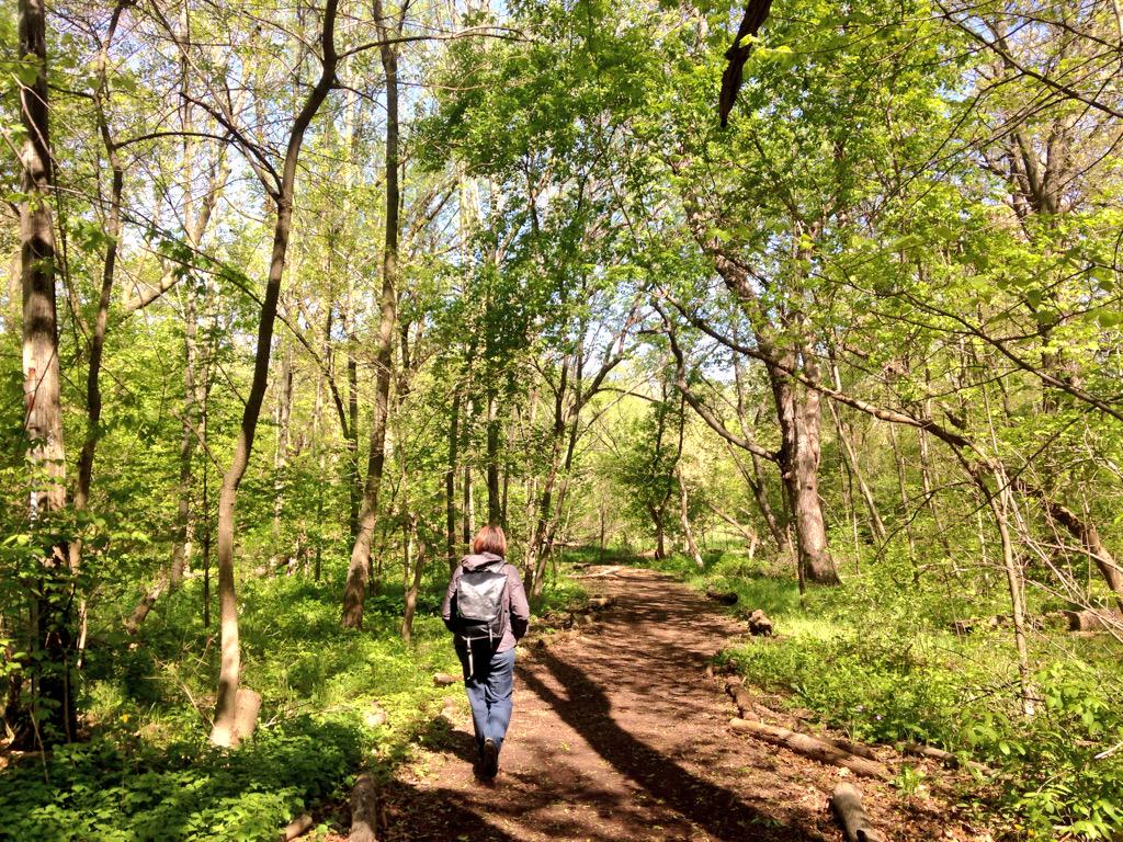 mtbogan's tweet photo. Hardwood forest, frogs, garter snakes & 9 singing warbler species! Great AM on Milwaukee River @urbanecology #2015SFS http://t.co/9wUpAwo3QA