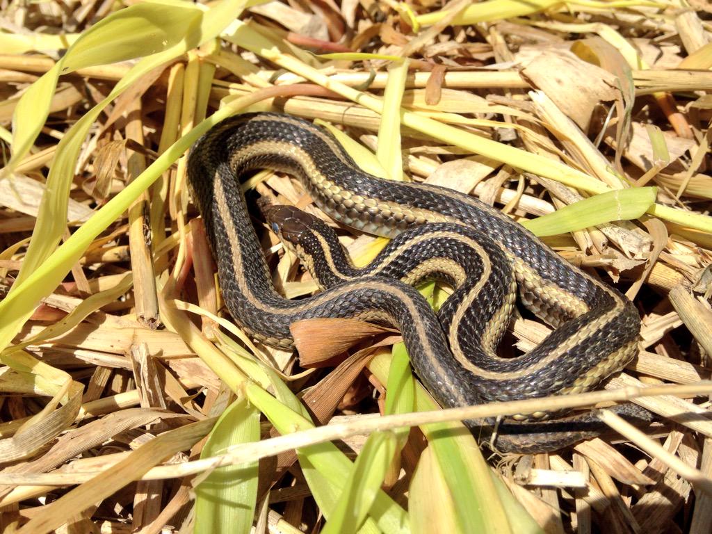 mtbogan's tweet photo. Hardwood forest, frogs, garter snakes & 9 singing warbler species! Great AM on Milwaukee River @urbanecology #2015SFS http://t.co/9wUpAwo3QA