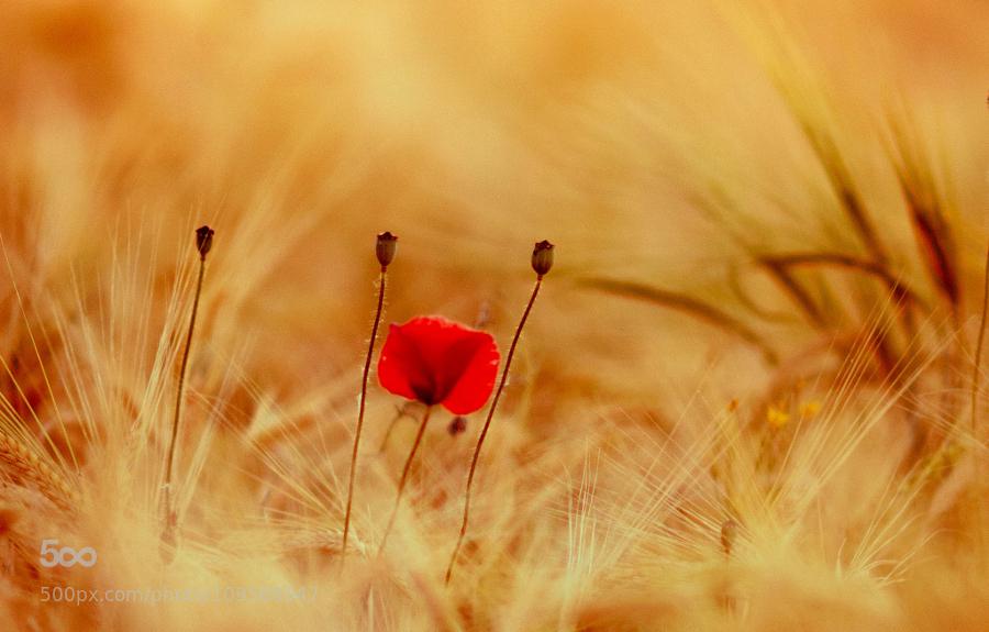 TonyJCronin's tweet photo. #Nature on #500px : ........ by Josechino2424 Click for more: http://t.co/fbbqfSGSGP http://t.co/0jCEPlPoTe