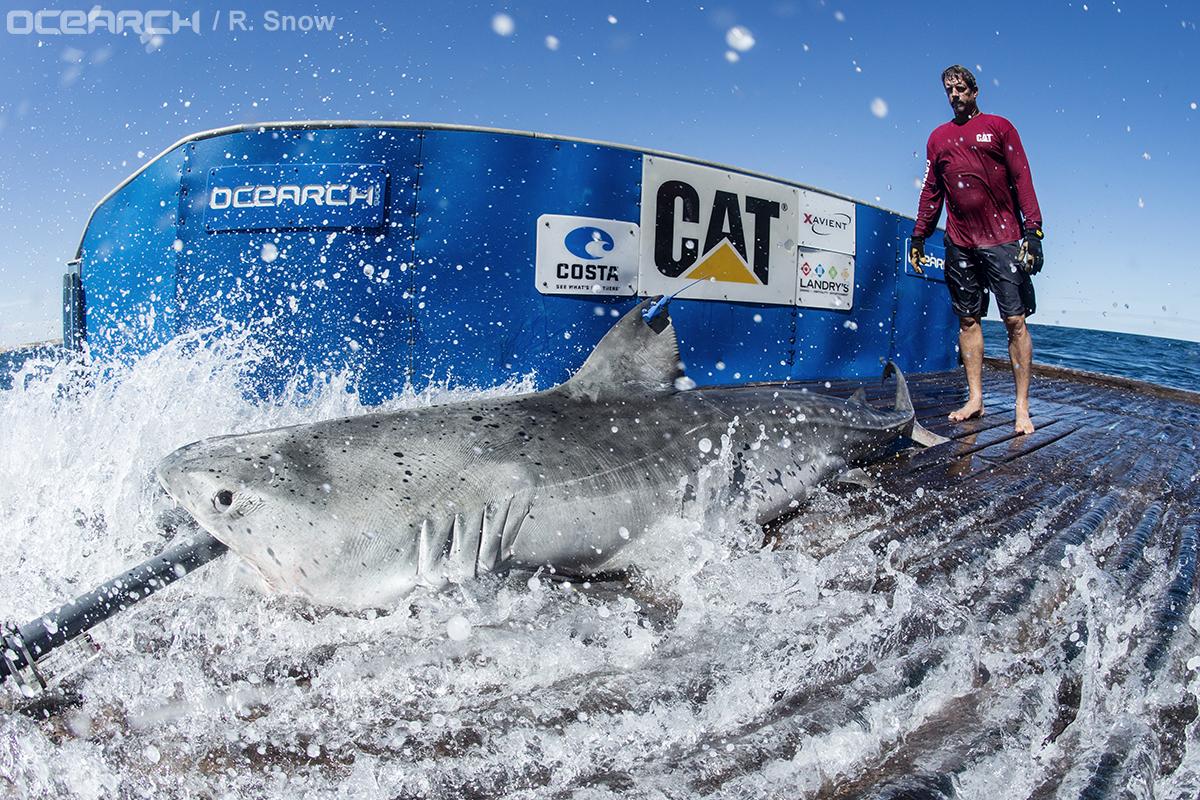 OCEARCH's tweet photo. #TigerShark Periscope is 1 of 20 sharks tagged & released on #ExpeditionWA: http://t.co/WUznvtQhRI @CaterpillarInc http://t.co/eCCe1qMPU7