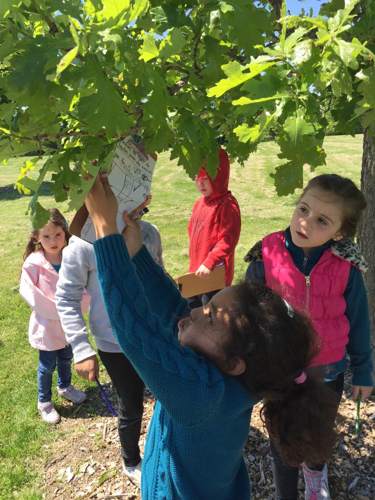 JennaSchertzer's tweet photo. @TVAelementary A Sunny Friday nature walk exploring the various types of trees in McAuliffe Park. #tvaelem http://t.co/i3BDVJvmc7