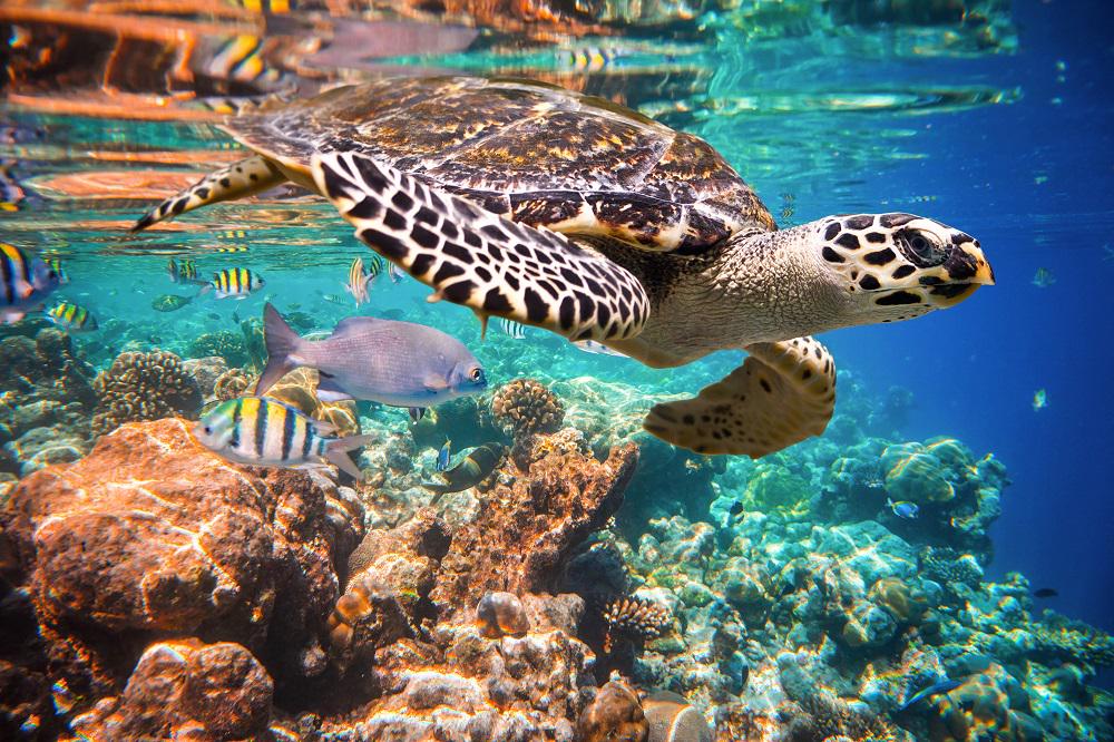 FuzeNetAU's tweet photo. Today is World Turtle Day! Let us do our part to preserve these beautiful creatures. http://t.co/6RrXWQi1jW
