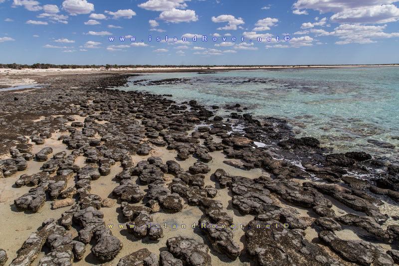 APadayhag's tweet photo. Have a glimpse on the beginning of times at #Stromatolites more photos http://t.co/gHb6Bhbh3D @WestAustralia http://t.co/YE1Kogdifa