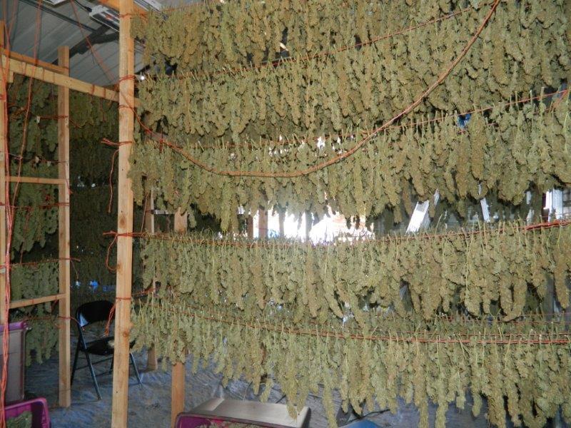 MJGrowBlog's tweet photo. Harvest time is the best time! http://t.co/CMGFqYBInd