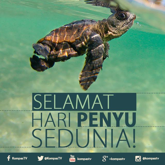 KompasTV's tweet photo. Selamat pagi, Kawan KompasTV! #TahukahKamu kalau hari ini adalah Hari Penyu Sedunia lho #WorldTurtleDay http://t.co/ILPWeyqlS0