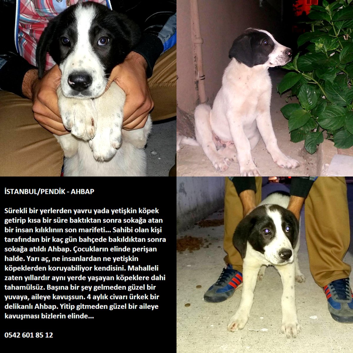 İSTANBUL/PENDİK- KALICI YUVA <a href="/HayvanOzgurlugu/">Hayvan Özgürlüğü</a> <a href="/lsdomicim/">Leman Sam</a> @dundaragirseven @HayvanSahiplen <a href="/evsizpatiler/">evsizpatiler</a> <a href="/YuvaAriyorum/">Patilen.com</a>