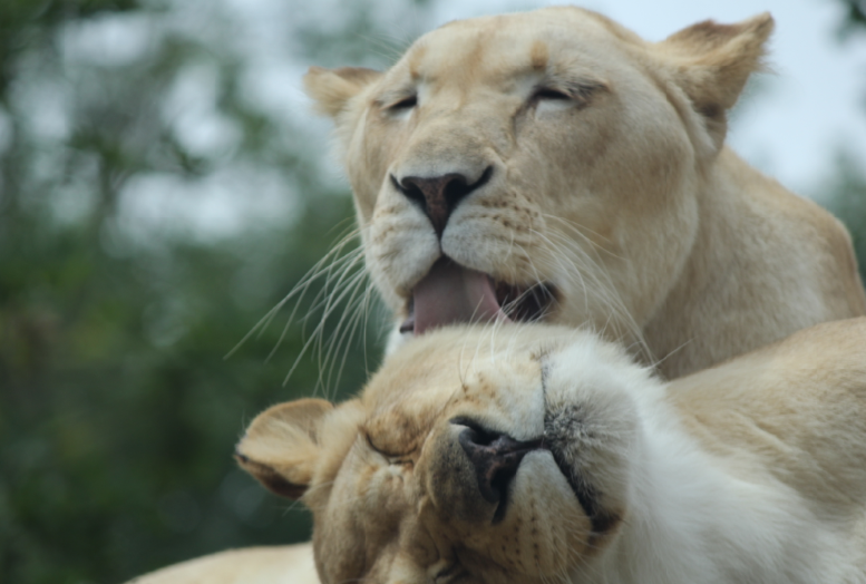 ReliableIndex's tweet image. Love or true friendship? What is it?