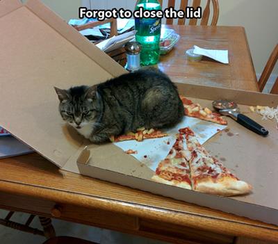 Lol...Almost as funny as salad cat http://t.co/dXzzsdCUNn<a href="/tag/areyouoneofus"class="tags"><span>#areyouoneofus</span></a>