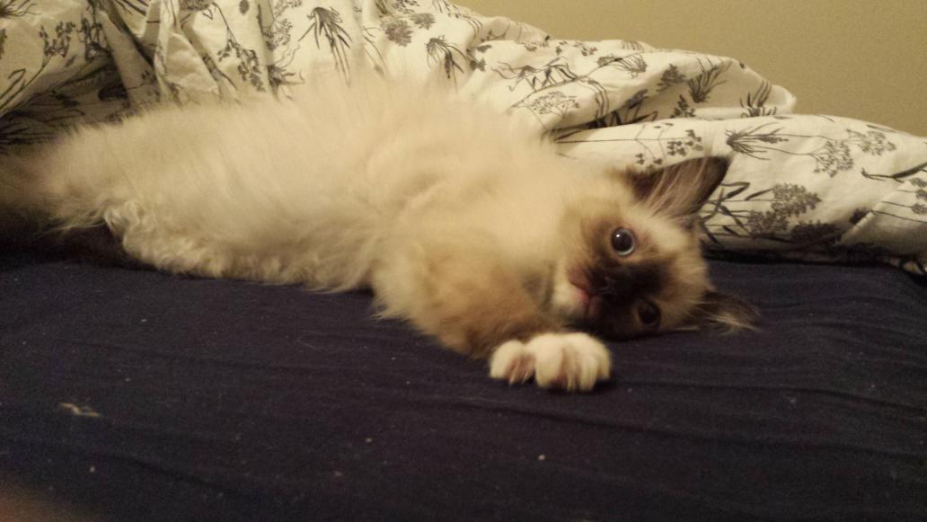 KNekro's tweet photo. Aqui esta Neko :) @G4G_Revenant http://t.co/uKpKoRsOI1