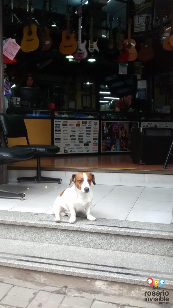 R_Invisible's tweet photo. Guardián de la música, el pequeño perro dinamita despierta ternura en más de un corazón: 
http://t.co/flZMyD58Mz http://t.co/x5foqUXMkS