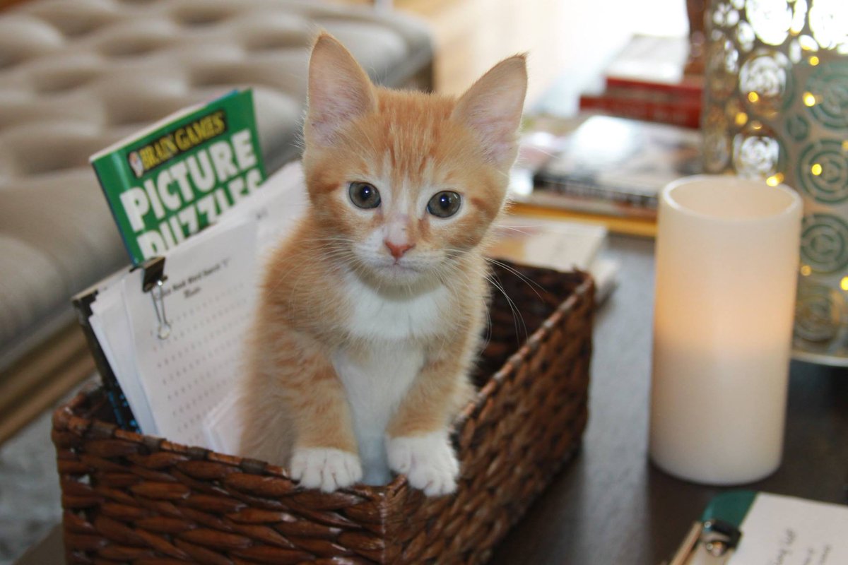 Calico Nook (@caliconook) on Twitter photo 