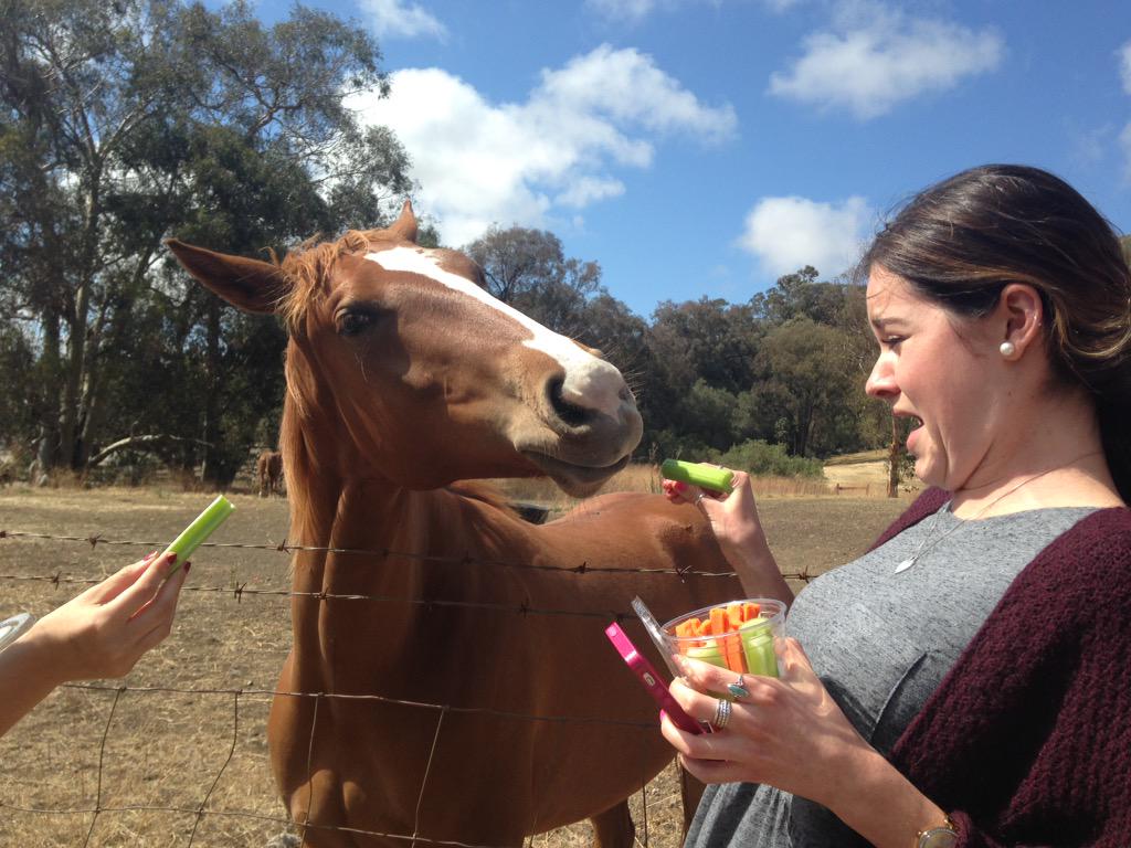 emjayy27's tweet photo. Expectations vs. reality #charlotteloveshorses http://t.co/zsbtH1pf4N