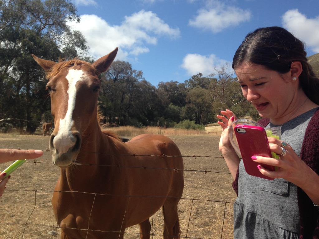 emjayy27's tweet photo. Expectations vs. reality #charlotteloveshorses http://t.co/zsbtH1pf4N