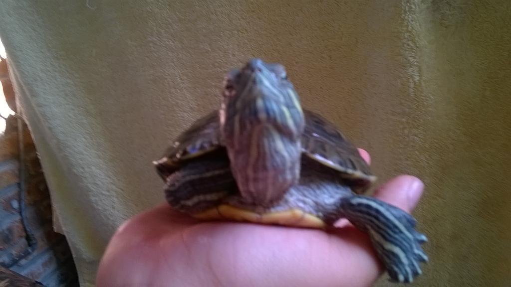 solis_ari52's tweet photo. #Selfie #MiTortuga
#SaludoALasCamaras
XD http://t.co/80UWSyigiL