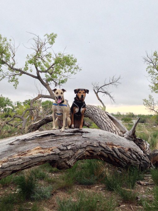 Dogs had fun & got muddy at Morad Park this morning in Casper, WY #tcroadtrip http://t.co/BEnVGyNY5M