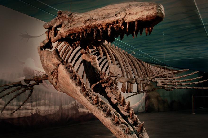 TravelManitoba's tweet photo. Create an EPIC predator video for chance to WIN a fossil dig! http://t.co/y0lQSskFAo #ProjectPrehistoricPredator 🎬 http://t.co/D0o1EtC5nl