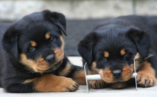 rottweilers_'s tweet photo. Awww omg http://t.co/8a8VZvfa8d