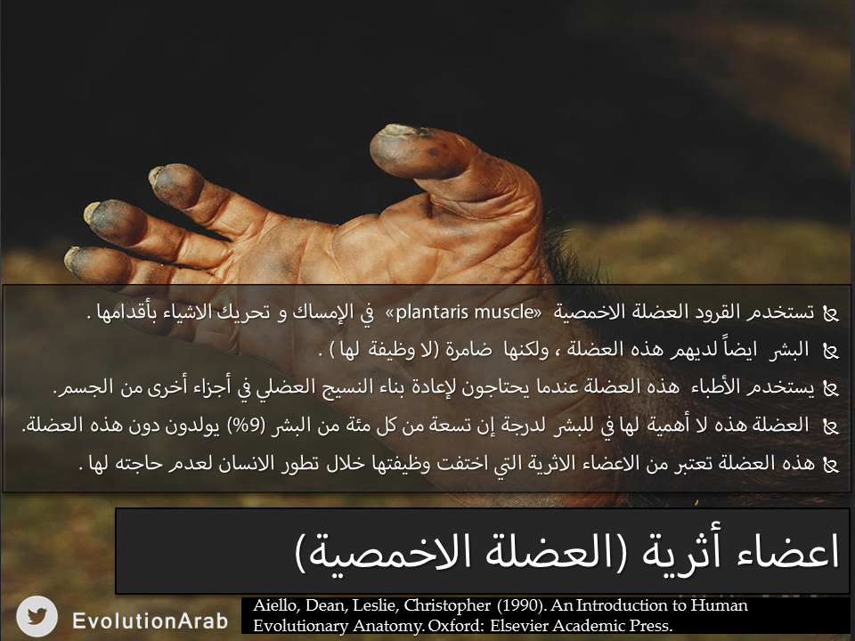 EvolutionArab's tweet photo. اعضاء أثرية (العضلة الاخمصية) #نظرية_التطور #طب http://t.co/elVjqZfiOE