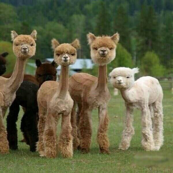 lifethruanimals's tweet photo. Squad goals http://t.co/Z4FsmPFs4h