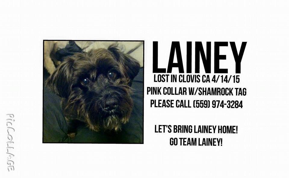 BringLaineyHome's tweet photo. LAINEY is still missing, please help find her! We miss her very much and can't wait to have her back#bringlaineyhome http://t.co/vYyVb4Zy56