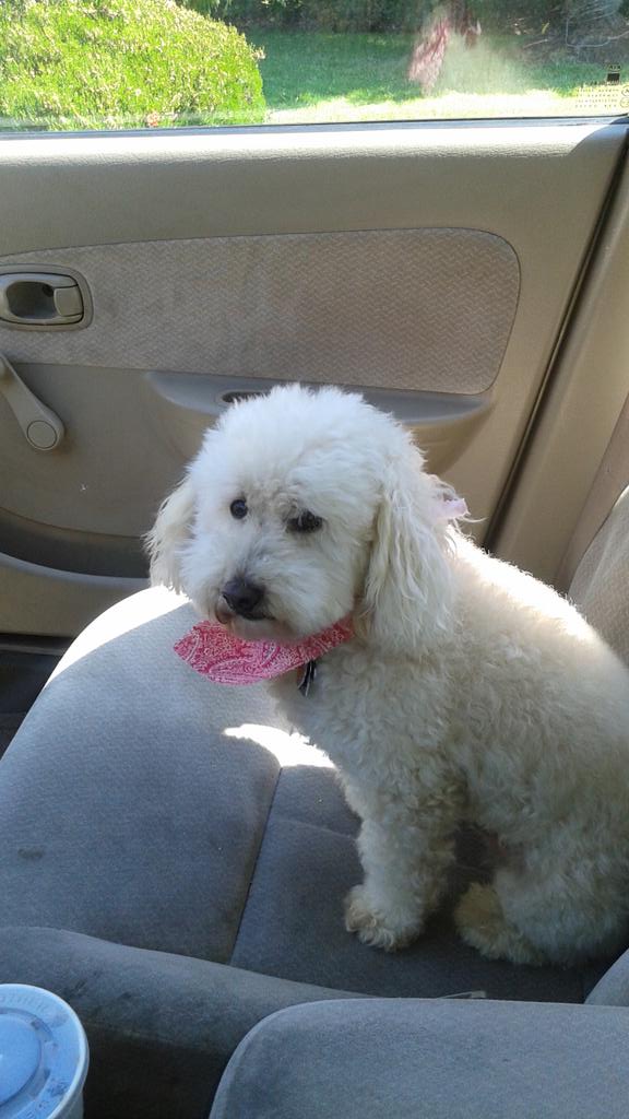 IAmGabeGriego's tweet photo. My other dog Buddy! #poodle #love #bestpal http://t.co/L6numK73g9