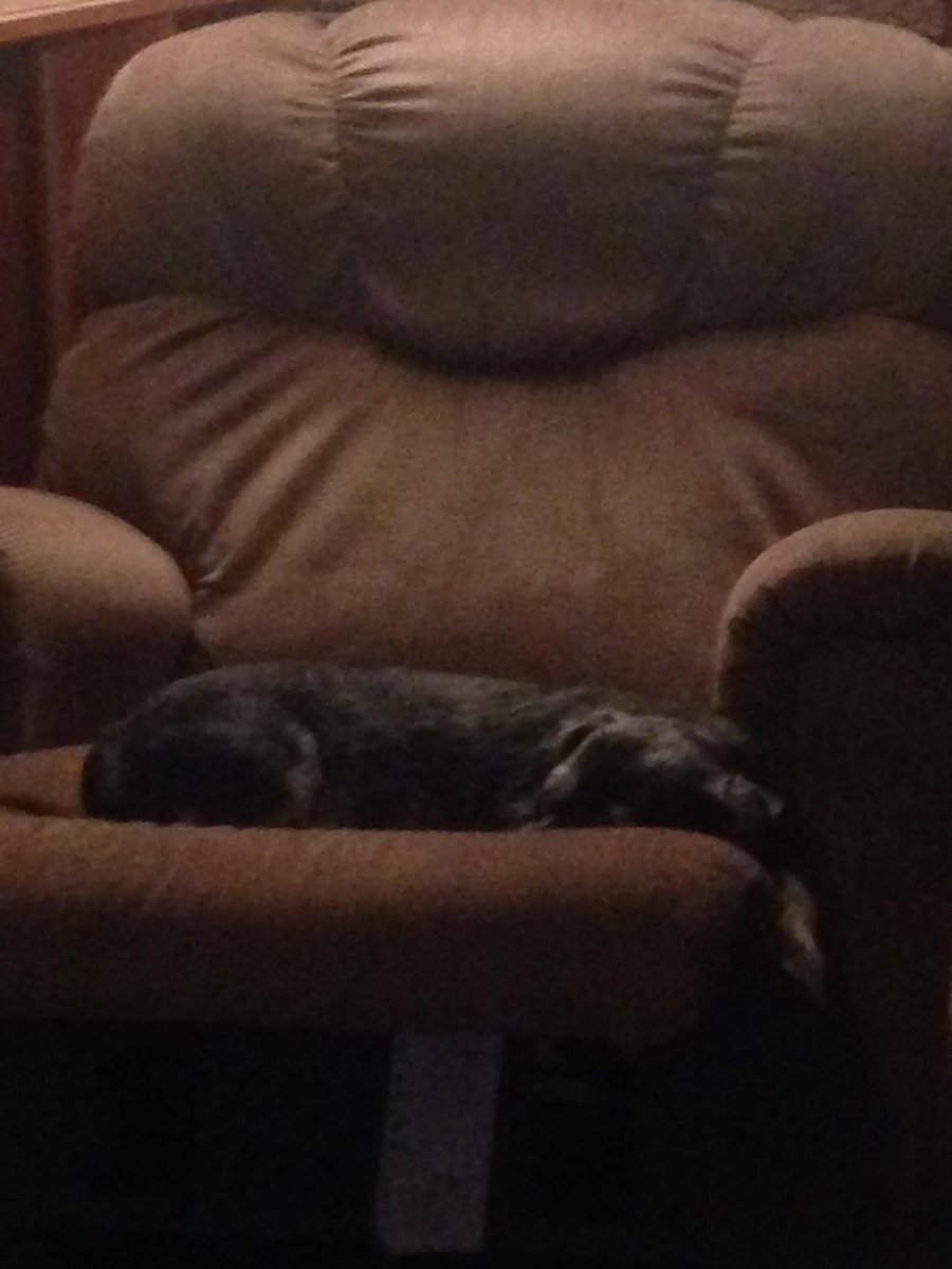 MarcieDHC's tweet photo. Who is the boss in this house? http://t.co/gfvfFn0qLa