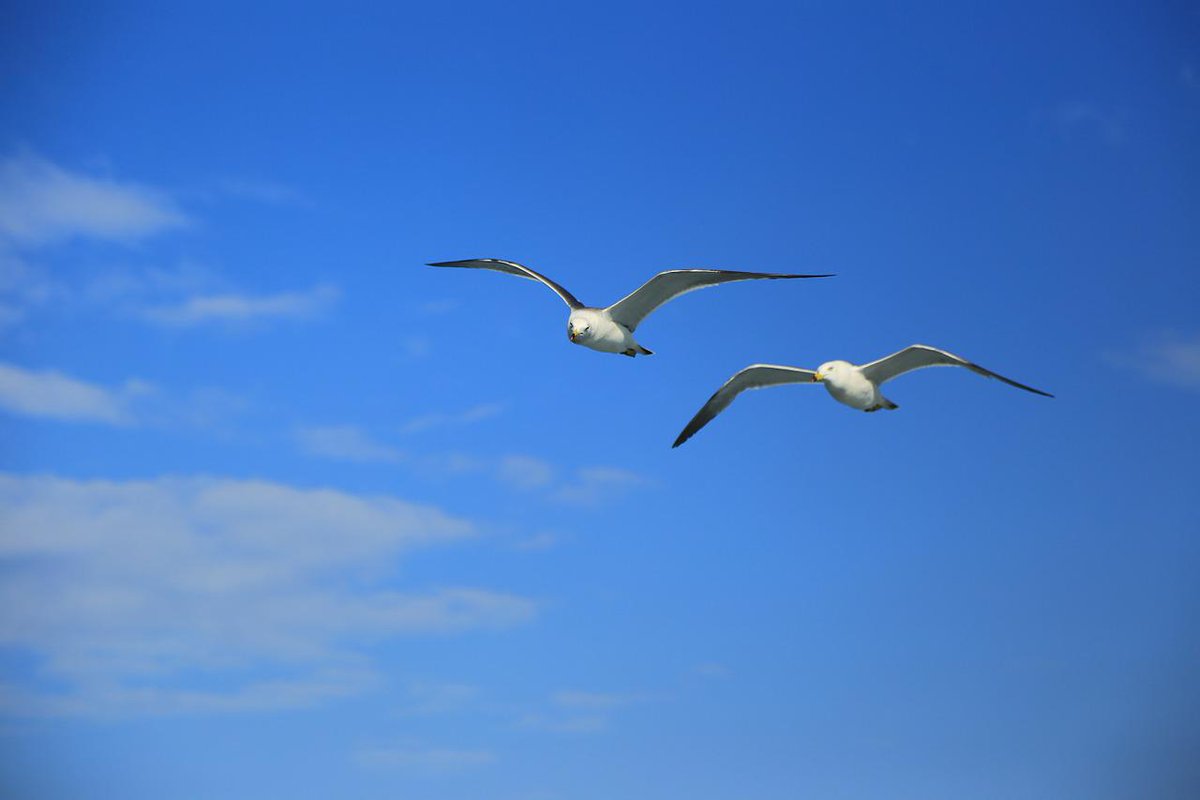 AnaRosenberg's tweet photo. “You were born with wings, why prefer to crawl through life?”
― Rumi http://t.co/FNd0qWchAc