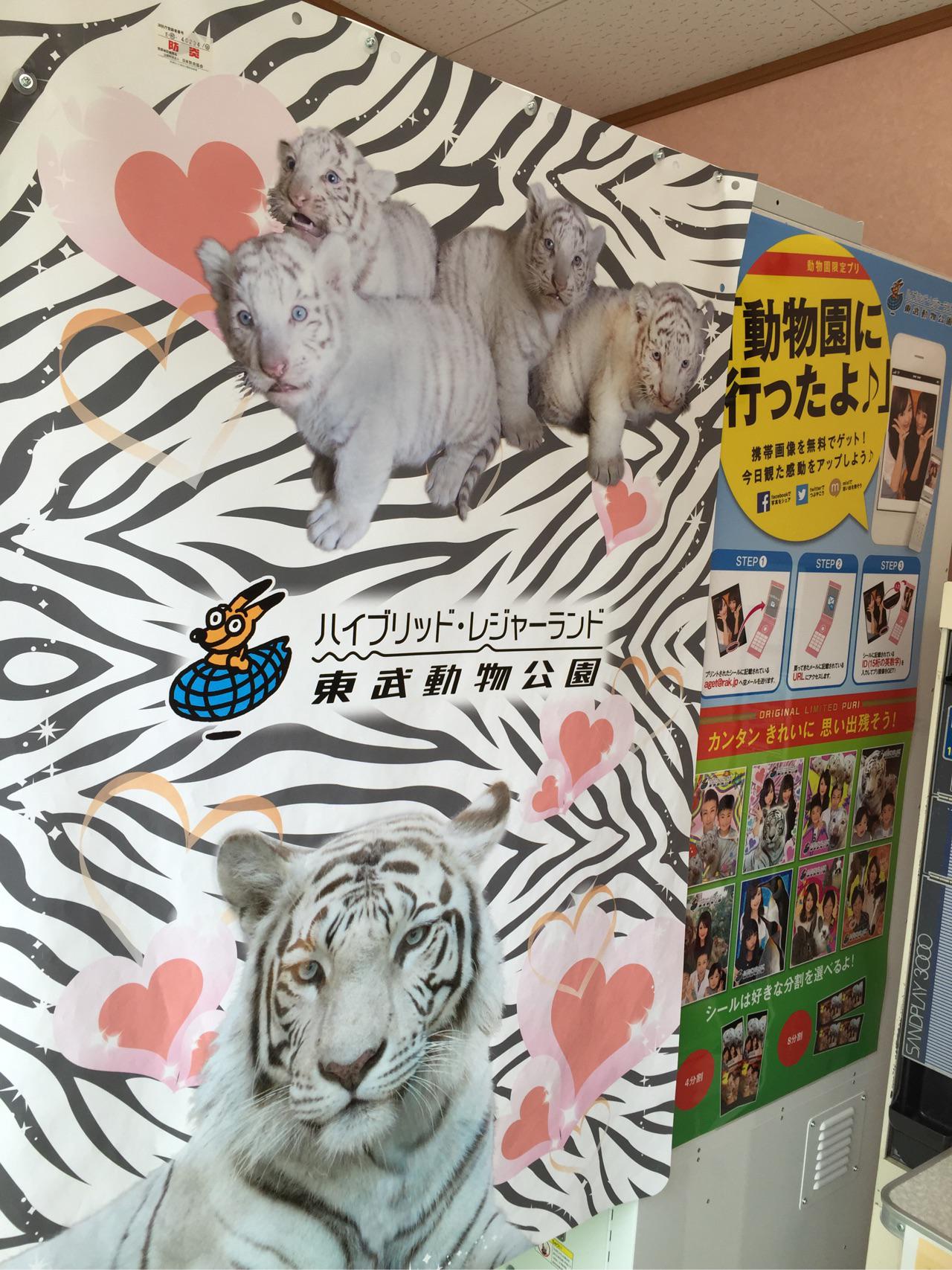 東武動物公園のとら 東武動物公園のとら