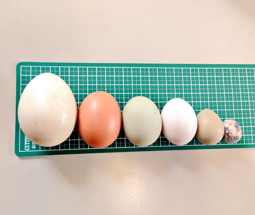 河北町児童動物園 野生鳥獣救護所 Pa Twitter 卵の大きさ比較してみました 左から クジャク ニワトリ L カモ ウコッケイ キジ ウズラ です Http T Co Pfqshhjysk Twitter