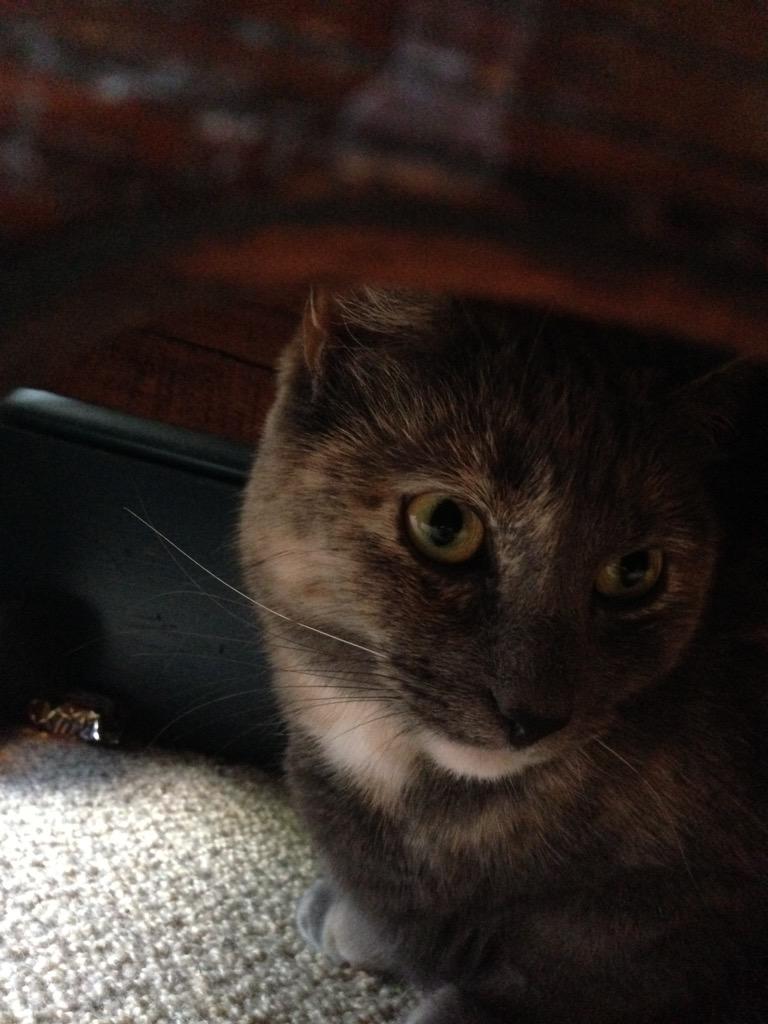 thefourkitties's tweet image. Check out these amazing pics of Thalia's mid-day plans.