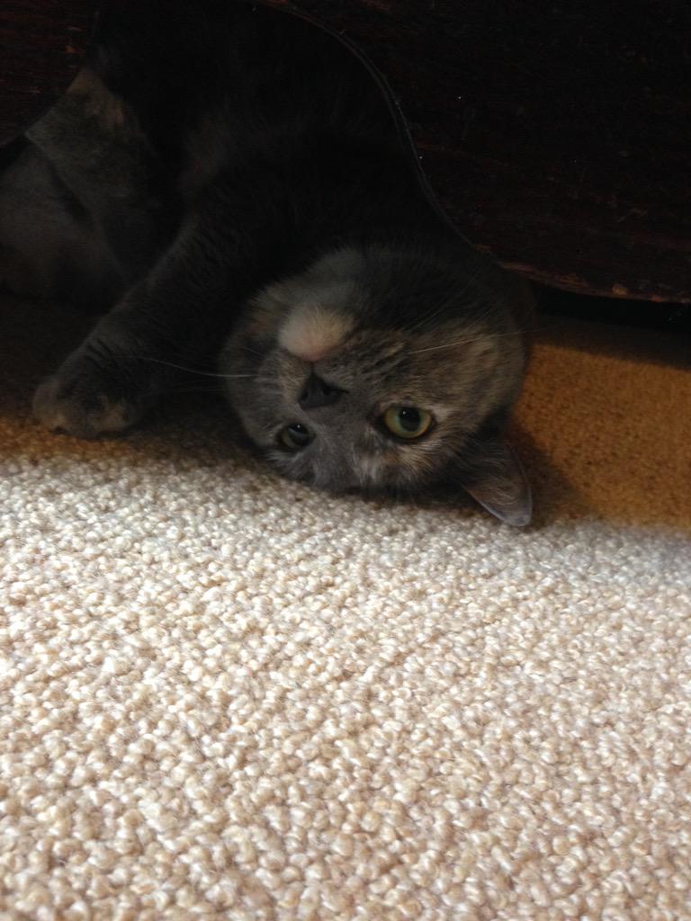 thefourkitties's tweet image. Check out these amazing pics of Thalia's mid-day plans.