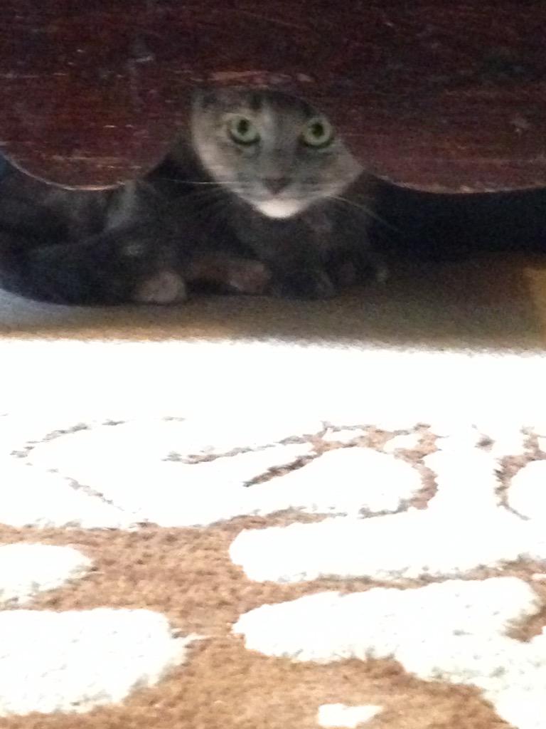 thefourkitties's tweet image. Check out these amazing pics of Thalia's mid-day plans.