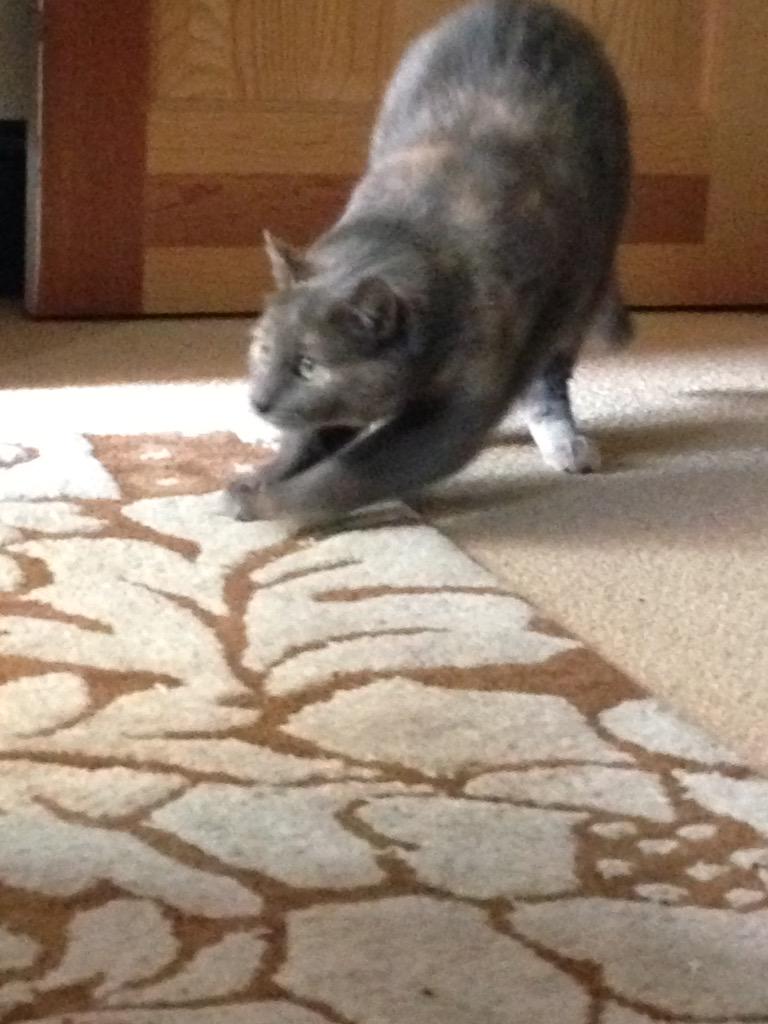 thefourkitties's tweet image. Check out these amazing pics of Thalia's mid-day plans.