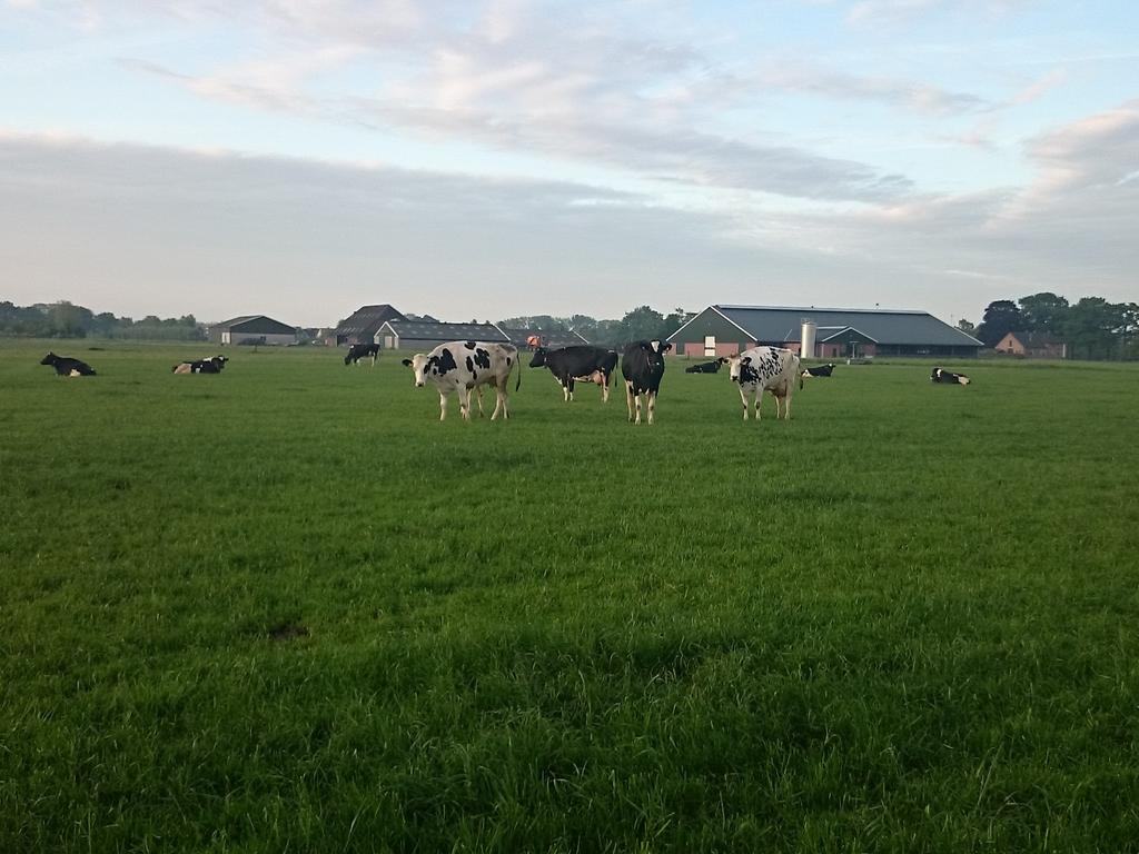 dePippert's tweet image. Het mooie van 24uur #beweiden, smorgens de koeien binnen halen #robotmelken